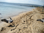 Феодосия. На бесконечных песчаных пляжах осенью господствуют чайки.