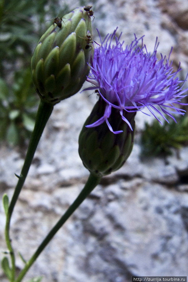 Палеоцентаурея — национальный цветок Мальты (Вид Бабу, Зурри, Мальта) Мальта