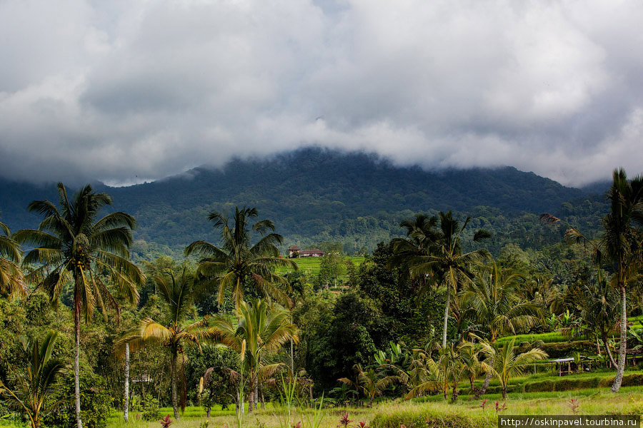 Бали, райские террасы...