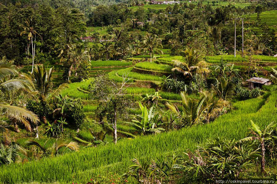 Бали, райские террасы... Убуд, Индонезия
