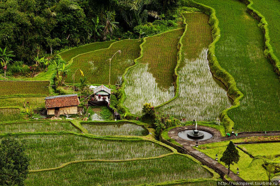 Бали, райские террасы... Убуд, Индонезия