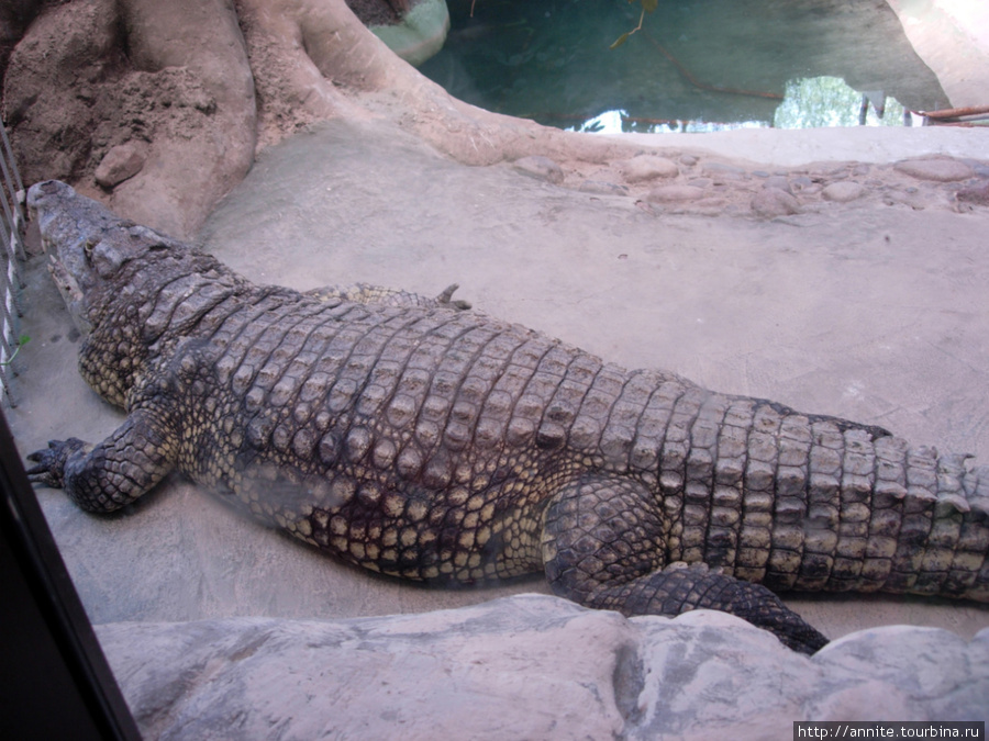 Нильский крокодил. Ташкент, Узбекистан