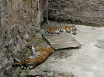 Тигры.