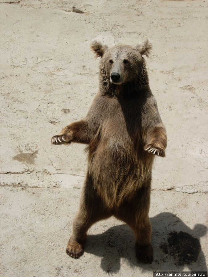 Бурый медведь. Ташкент, Узбекистан