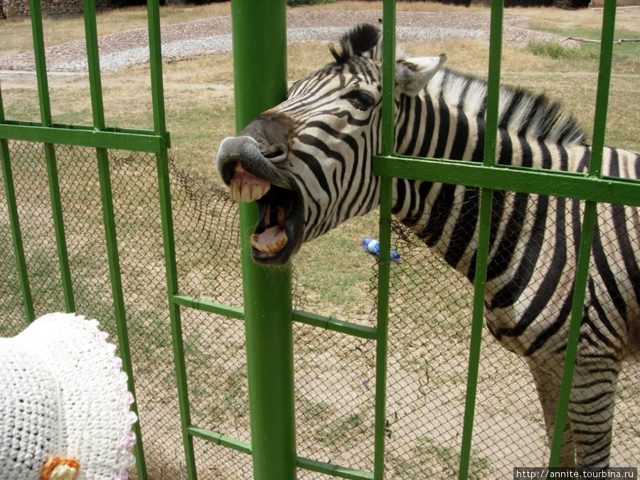 Смотрите, какие у зебры зубы! Ташкент, Узбекистан