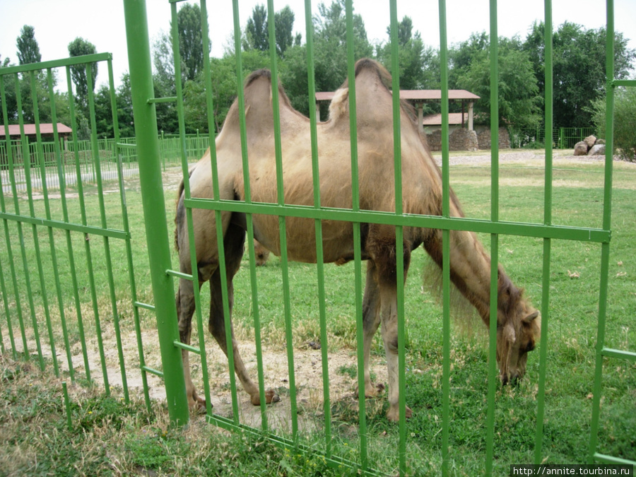 Двугорбый верблюд. Ташкент, Узбекистан