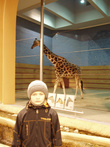 Берлинский зоопарк — вольер с жирафами