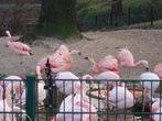 Берлинский зоопарк — фламинго