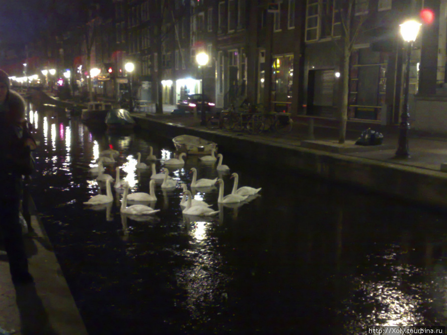 Стая лебедей, обитающая на одном из каналов. Амстердам, Нидерланды