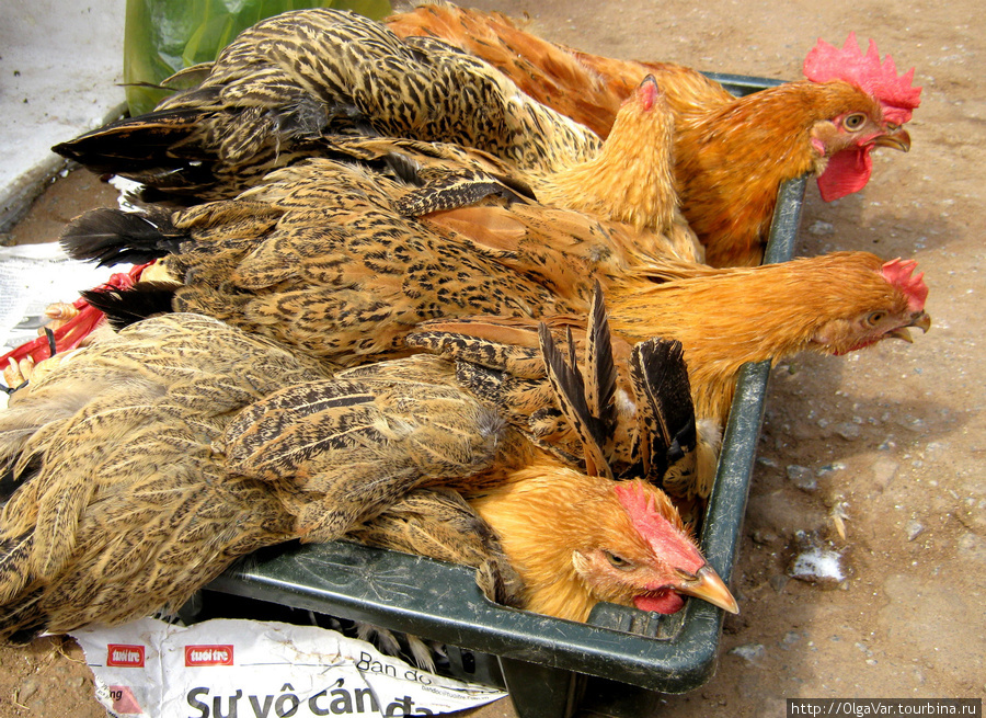 На супчик лучше купить живую курицу Остров Фу Куок, Вьетнам