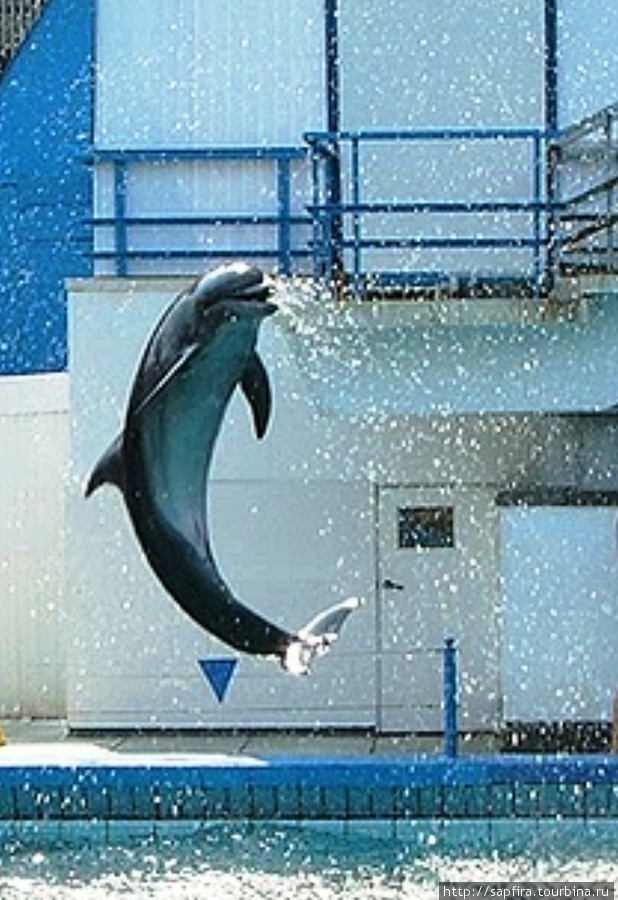 Дельфинарий Ялта, Россия