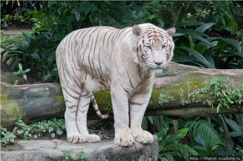 Мартанд Сингх, махараджа Ревы, однажды заметил в джунглях необычного белого тигра. Охота на него заняла несколько месяцев, но в конце концов увенчалась успехом. Тигр был пойман живым, и все белые тигры, ныне живущие в зоопарках мира, происходят от того самого тигра махараджи.
В сингапурском зоопарке живут три белых тигра, мальчик Омар и две девочки. На широком плакате изображены их фотографии анфас, и всем желающим предлагается определить, кто из трех тигров — Омар, по рисунку полосок, столь же неповторимому, как отпечатки пальцев. Однако не успел я толком вглядеться в морды, как один из тигров взобрался на другого и убедительно доказал, что он-то и является Омаром. Сингапур (город-государство)