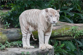 Мартанд Сингх, махараджа Ревы, однажды заметил в джунглях необычного белого тигра. Охота на него заняла несколько месяцев, но в конце концов увенчалась успехом. Тигр был пойман живым, и все белые тигры, ныне живущие в зоопарках мира, происходят от того самого тигра махараджи.
В сингапурском зоопарке живут три белых тигра, мальчик Омар и две девочки. На широком плакате изображены их фотографии анфас, и всем желающим предлагается определить, кто из трех тигров — Омар, по рисунку полосок, столь же неповторимому, как отпечатки пальцев. Однако не успел я толком вглядеться в морды, как один из тигров взобрался на другого и убедительно доказал, что он-то и является Омаром.