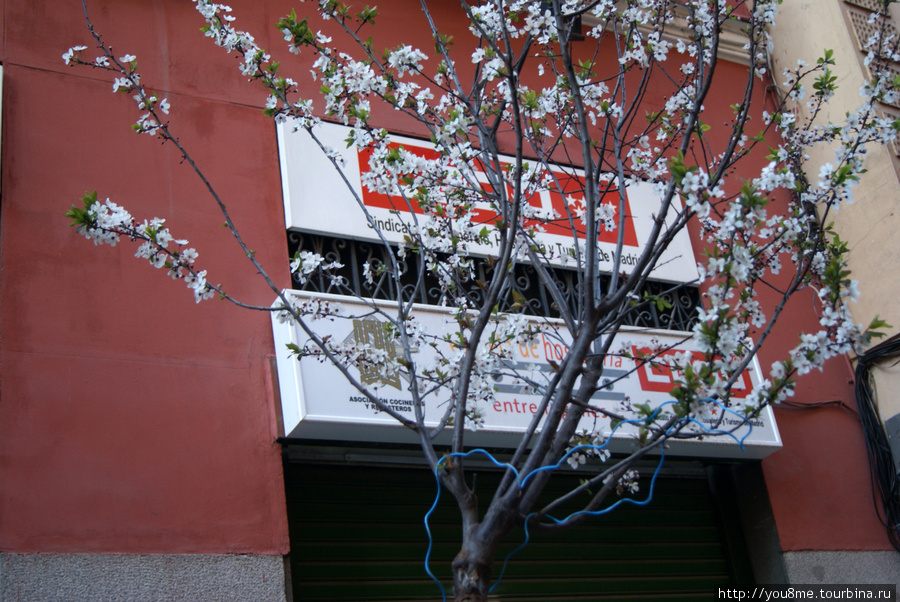 Как начинается весна в Мадриде Мадрид, Испания