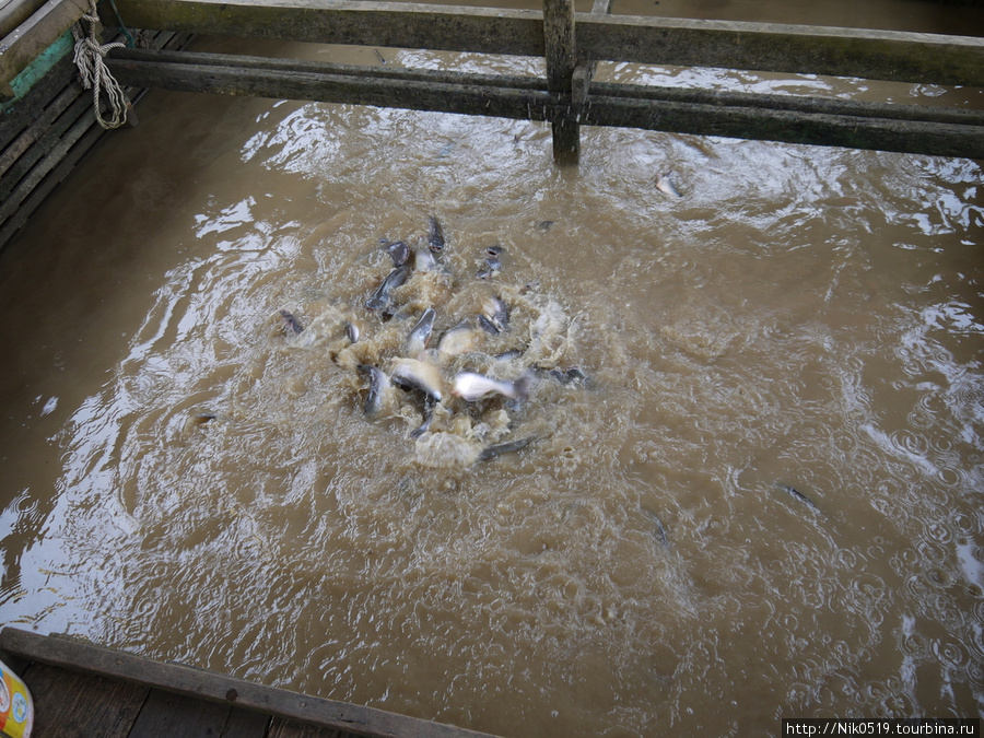 Рыбу для еды содержат в клетках из палок, погруженных в озеро. Рыбу откармливают сухим кормом для собак. Сиемреап, Камбоджа
