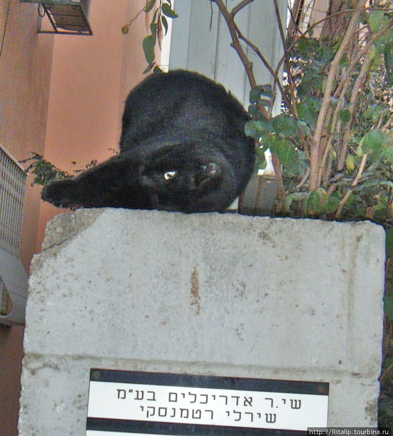 Очень-очень много кошек бегает по Израилю, причем все очень толстые, явно не голодают. Израиль
