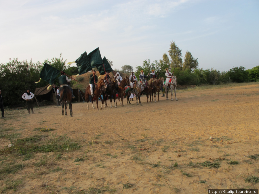 Чистокровные арабские лошади! Тунис