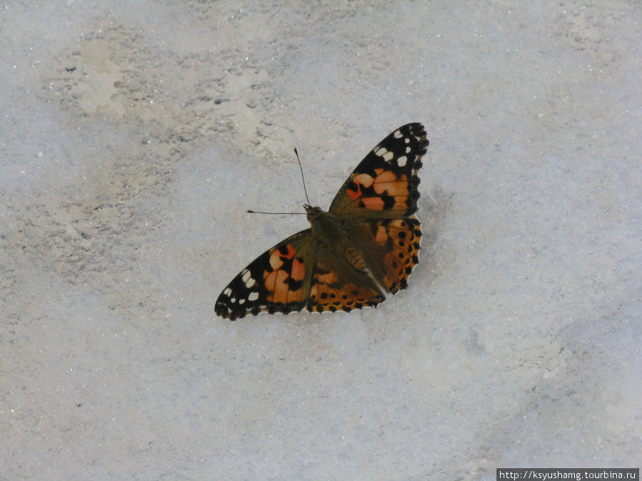 Залетная бабочка Кабардино-Балкария, Россия
