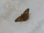 Залетная бабочка