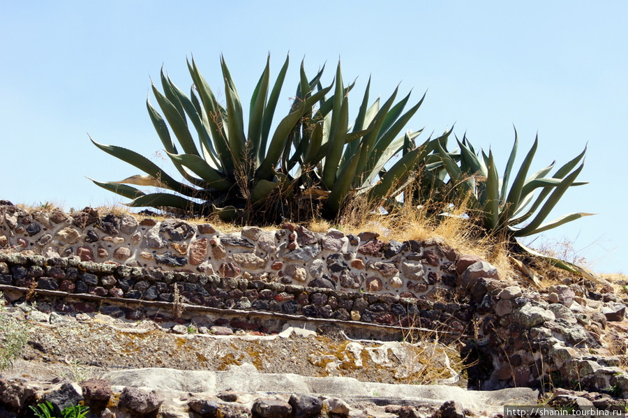 Кактусы на руинах Теотиуакан пре-испанский город тольтеков, Мексика