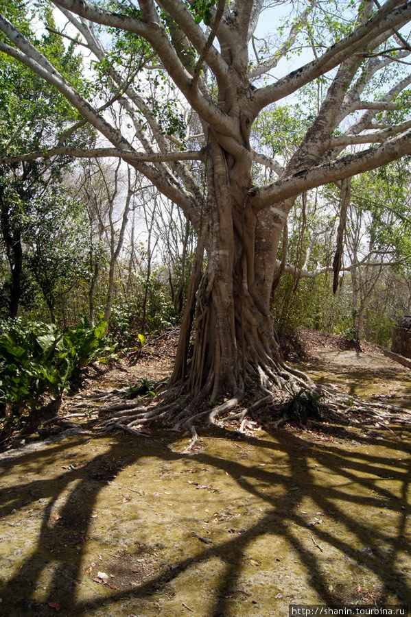 Дерево Кампече, Мексика