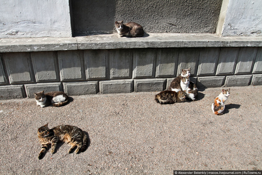 Впрочем, если вы окажетесь когда-нибудь в этом чудесном черноморском городе — сходите в гости к котам и принесите им колбаски. И пересчитайте, мне будет интересно узнать, как растет население Котограда. Севастополь, Россия