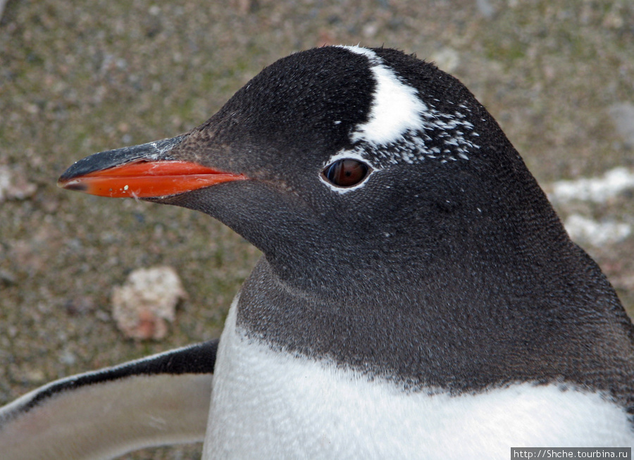Neko Bay — мелкий залив, где любят купаться пингвины Залив Неко, Антарктида