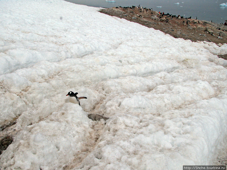 здесь пингвины не ходят хаотически... Залив Неко, Антарктида