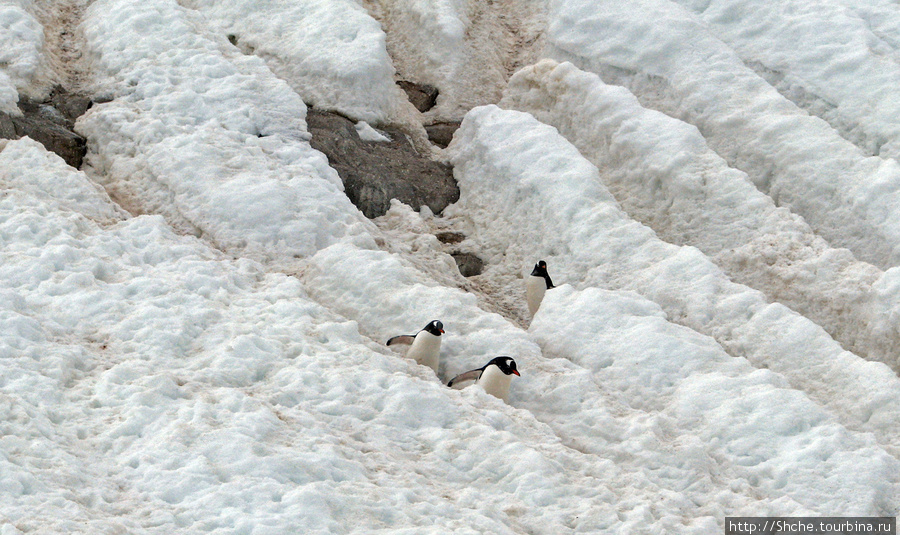 Neko Bay — мелкий залив, где любят купаться пингвины Залив Неко, Антарктида