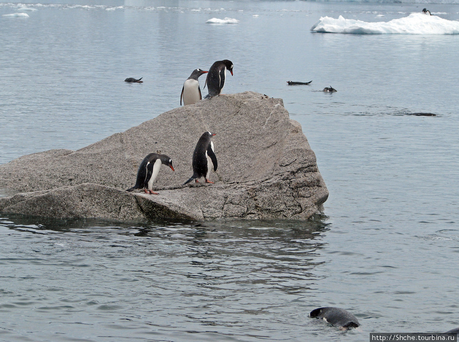 во время купания небольшой отдых на камнях Залив Неко, Антарктида
