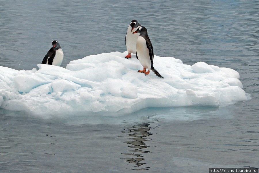 Не всем везет занять камни, тогда подойдет льдина... Залив Неко, Антарктида