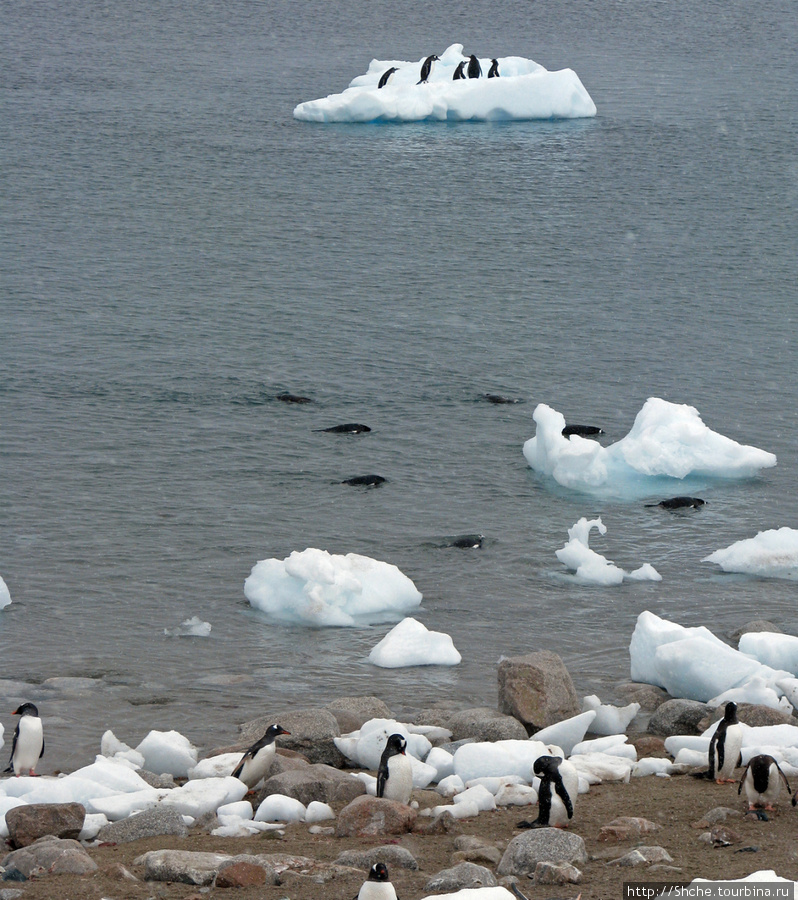 Купальня, здесь я минут 20 снимал, ждал летящего пингвина. Залив Неко, Антарктида