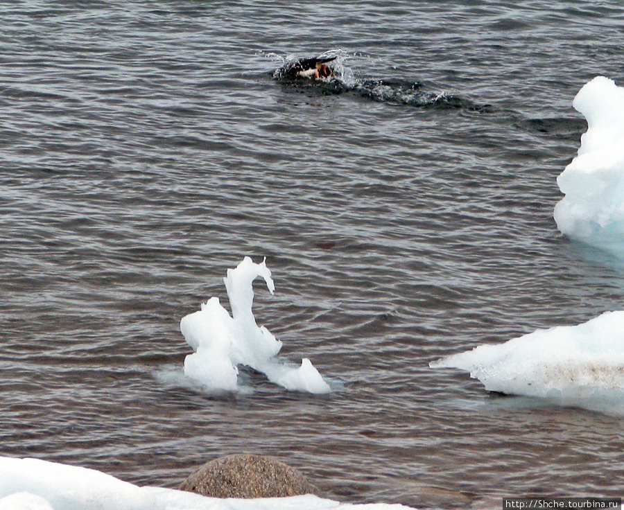 Приплыл лебедь, жаль ледяной. Залив Неко, Антарктида