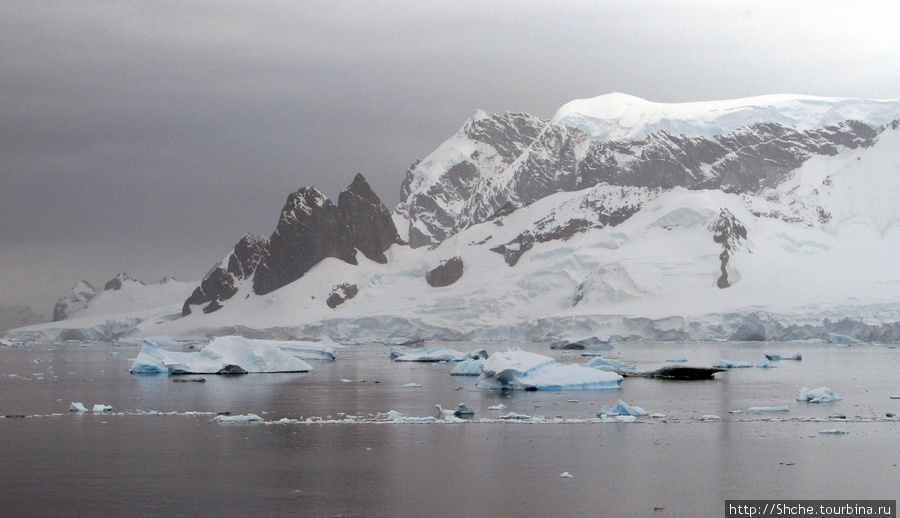В завершении я вышел на край бухты, туманно и не приветливо... Залив Неко, Антарктида