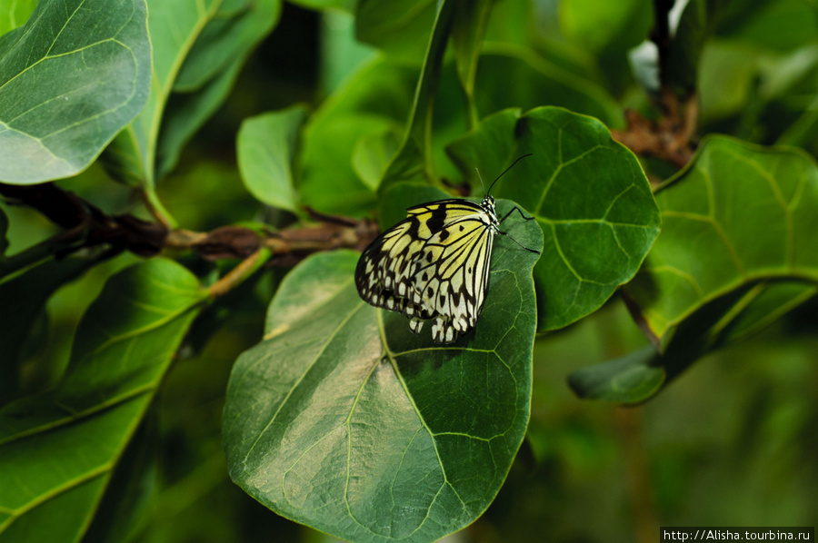 Сад Живых Тропических Бабочек 