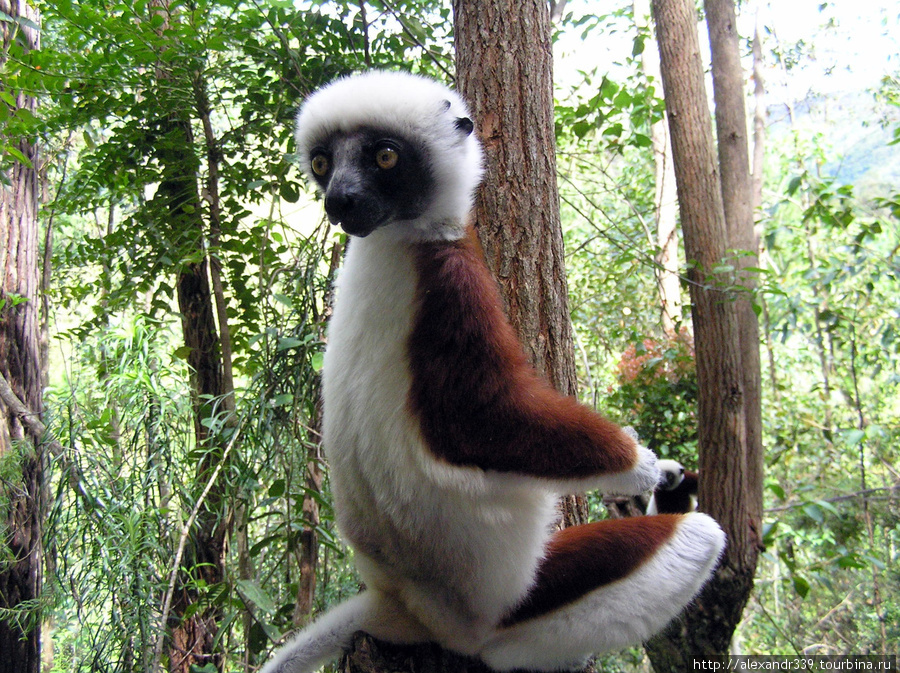 Дебри Мадагаскара Мадагаскар