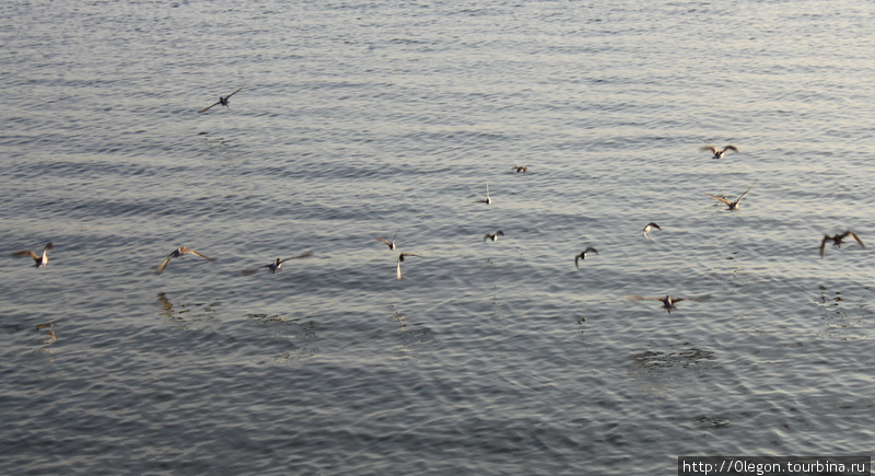 Птицы над водой Кампече, Мексика