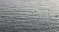 Птицы над водой