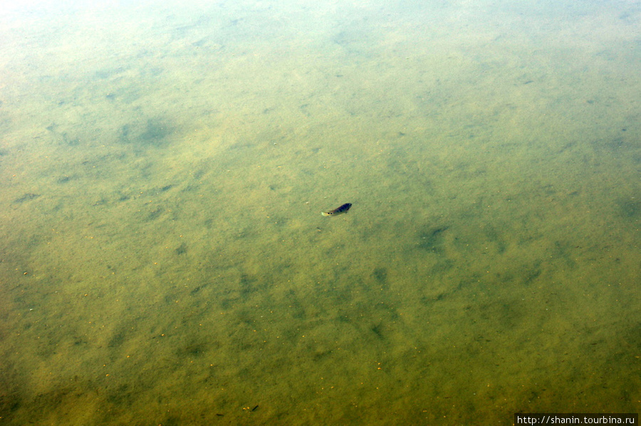 Рыба в озере Коба Коба, Мексика