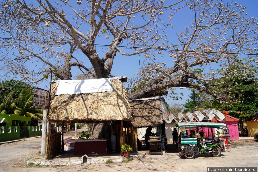 Дом под деревом Муна, Мексика