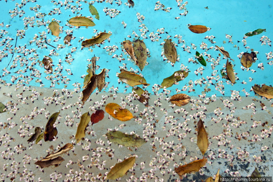 В бассейне Ушмаль, Мексика