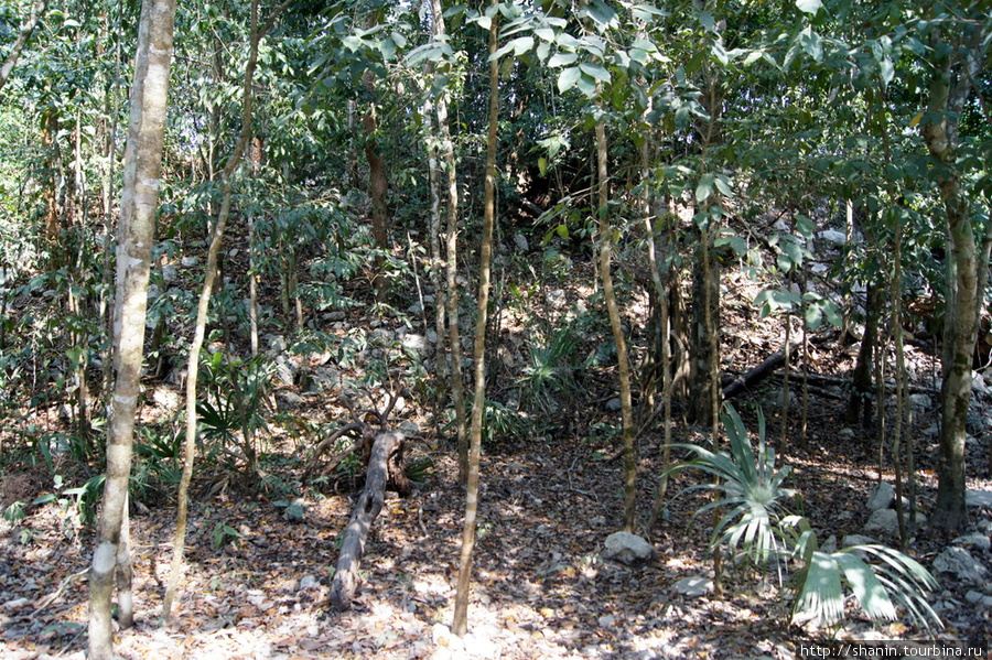 Руины быстро зарастают лесом Коба, Мексика