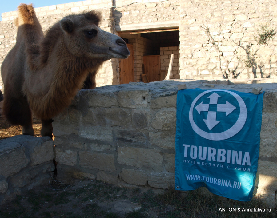 Верблюд музейного комплекса Гала с флагом Турбины Гала, Азербайджан