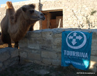 Верблюд музейного комплекса Гала с флагом Турбины