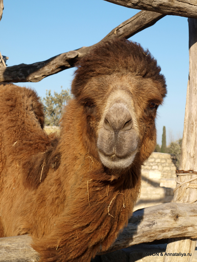 Как делали масло... - часть 2. Верблюды, овцы и старый рынок Гала, Азербайджан