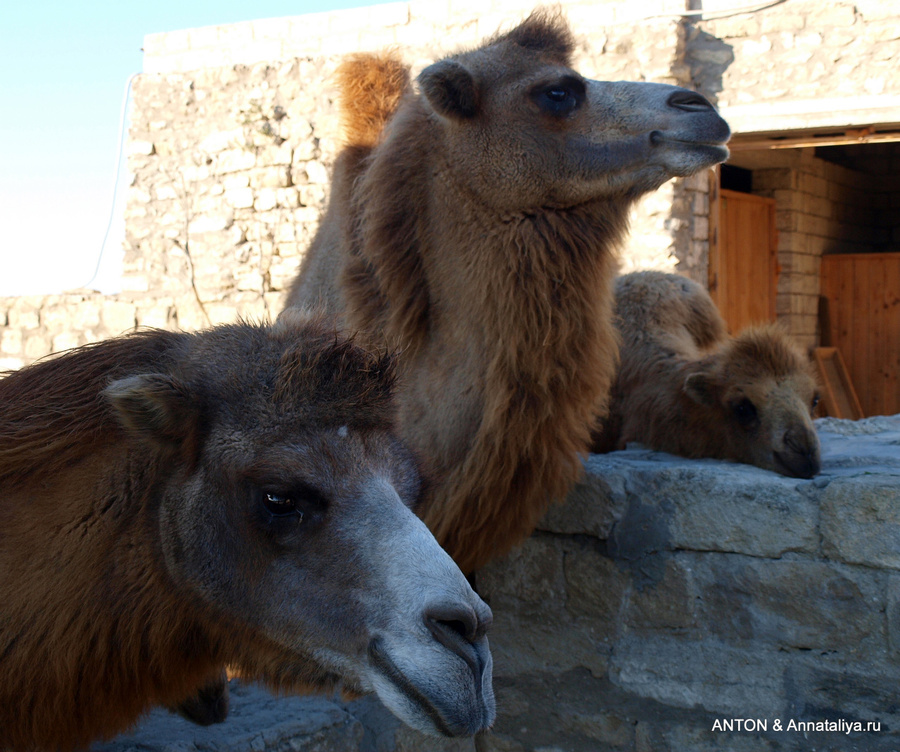 Как делали масло... - часть 2. Верблюды, овцы и старый рынок Гала, Азербайджан