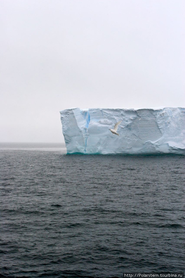 снежный буревестник на фоне айсберга Антарктида