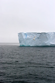 снежный буревестник на фоне айсберга