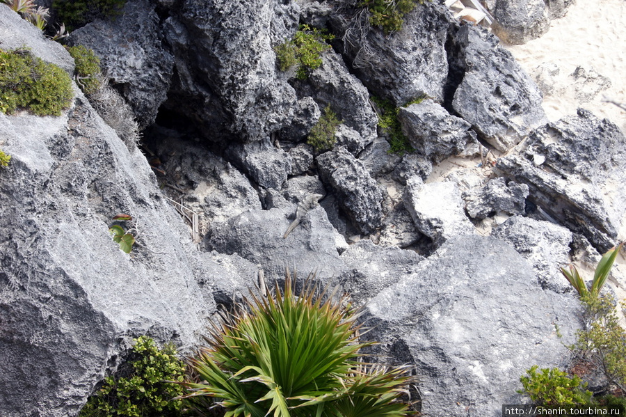 Ленивый варан на скалах Тулум, Мексика