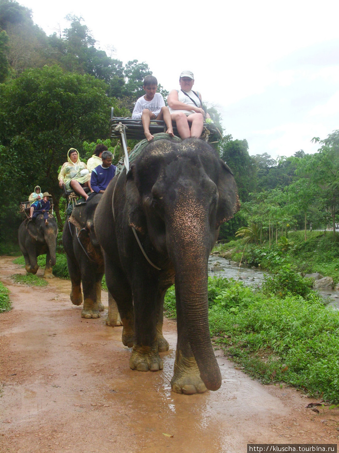 Сафари. А слоны такие теплые и добрые. Остров Пхукет, Таиланд